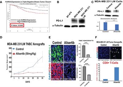 Blockade of tumor cell-intrinsic PD-L1 signaling enhances AURKA-targeted therapy in triple negative breast cancer